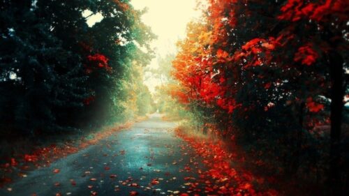 automne foret